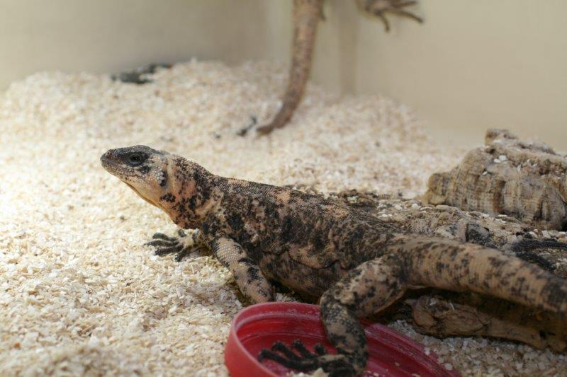 Galere photos Sauromalus varius Bebesaurus animalerie spécialisée en